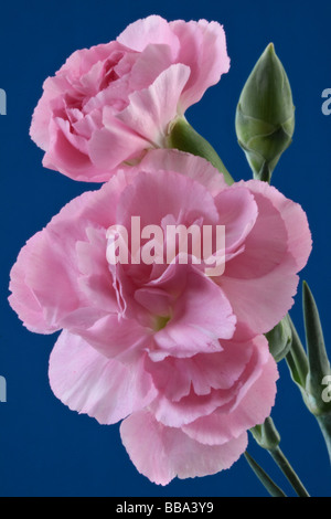 Display of a small group of Pinks Stock Photo