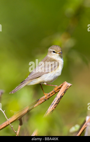 Willow Warbler foraging for nesting material Stock Photo