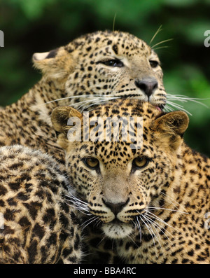 Sri Lanka Leopard Panthera pardus kotiya Stock Photo