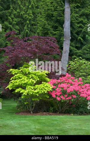 Pacific northwest garden at the forest edge with pink rhododendron R Cary Ann and colorful maples Golden Full Moon and Bloodgood Stock Photo