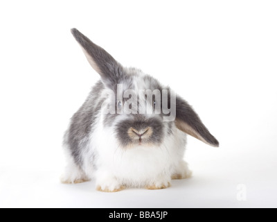 spotted bunny isolated on white Stock Photo