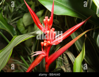 Paraguay.Plants of the Rainforest.Heliconia in bloom Stock Photo - Alamy