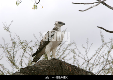 A common Osprey Pandion haliaetus sitting on a mound in Tsavo National Park Kenya Stock Photo