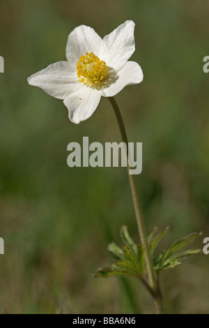 Snowdrop Windflower (Anemone sylvestris) Stock Photo