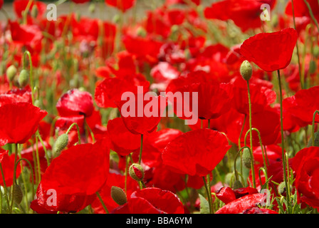 Klatschmohn corn poppy 29 Stock Photo