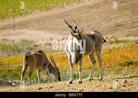 Captive Eland antelope grazing on a game farm near Riebeek Kasteel, in the Western Cape, South Africa. Stock Photo