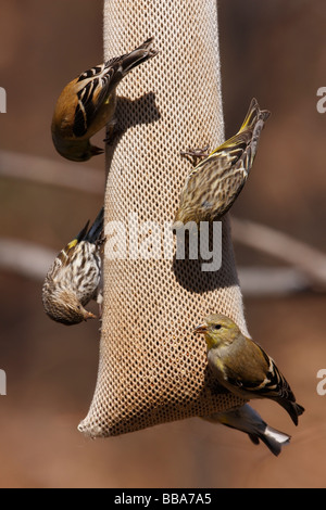 American Goldfinch Carduelis tristis tristis and Pine Siskin Carduelis pinus pinus feeding on a thistle feeder Stock Photo