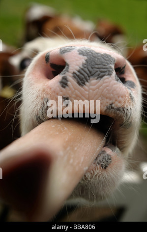 Close up of a funny cow on on farmland in the Netherlands Stock Photo