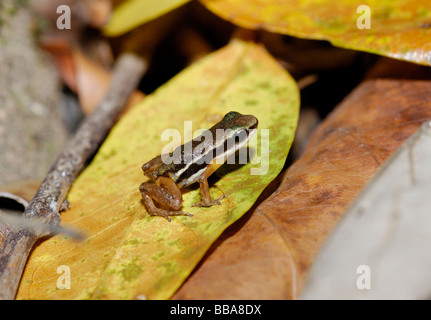 Rocket frog (Colostethus, Dendrobatidae) in soil of Biogeographic Chocó ...