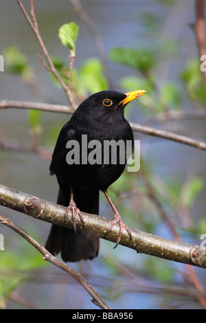 Blackbird (Turdus merula), male perched on a sprouting alder tree Stock Photo