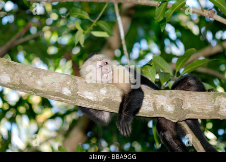 White-faced capuchin monkey, Costa Rica Stock Photo