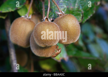 New Zealand kiwifruit hanging on vine Stock Photo