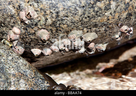 Poli's stellate barnacle (Chthamalus stellatus) is a marine crustacean ...