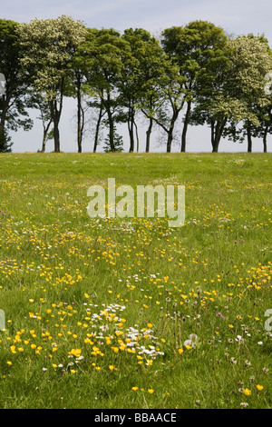 UK, England, spring meadow with Clover and Yellow Rattle, detail Stock ...