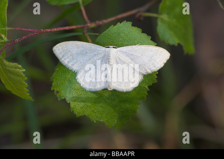 Common Wave Cabera exanthemata moth resting on hazel leaf with wings open at Haugh Wood, Herefordshire in May. Stock Photo