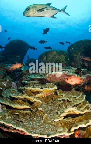 Bluefin Trevally Caranx melampygus over coral reef Clipperton Island France Mexico Stock Photo