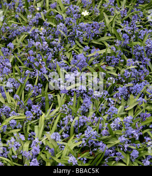 Spring Squill, Scilla Verna, Hyacinthaceae Stock Photo