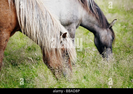 Horses grazing Stock Photo