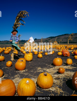 Pumpkins in a field, California, USA Stock Photo