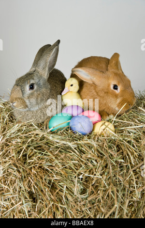 Two rabbits, a duckling and Easter eggs, studio shot Stock Photo