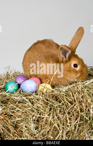 A rabbit and Easter eggs, studio shot Stock Photo