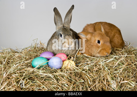Two rabbits and Easter eggs Stock Photo