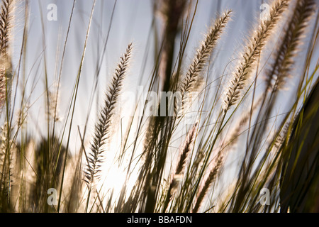 Timothy grass Stock Photo