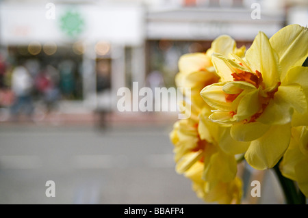 daffodil in a cafe window in brighton on a busy street Stock Photo