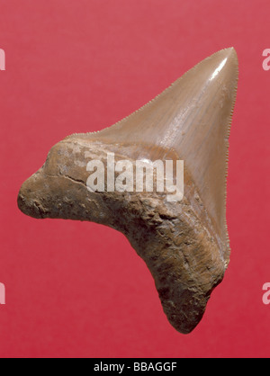 Fossil shark tooth (Carcharadon megalodon, Length 73mm, Miocene period), Malta. Stock Photo