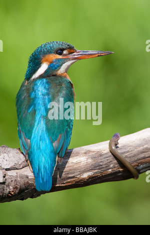Common Kingfisher (Alcedo Atthis) Stock Photo