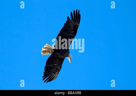 Bald Eagle in flight Haliaeetus leucocephalus Petersburg Alaska USA Stock Photo