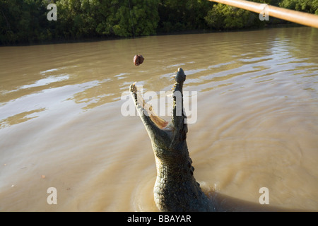 Jumping crocodile cruise on the Adelaide River.  Darwin, Northern Territory, AUSTRALIA Stock Photo