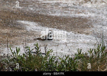 Killdeer Charadrius vociferus Stock Photo