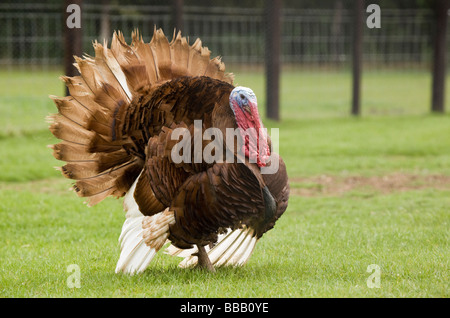 Bourbon Red Turkey Stock Photo