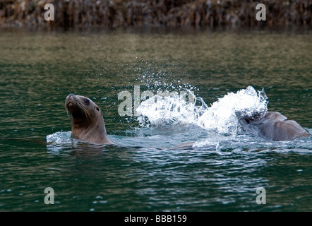 Stellar Sea Lions Eumetopias jubatus Frederick Sound Alaska USA Stock Photo