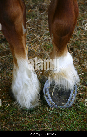 A horses hoof showing the horseshoe. Stock Photo