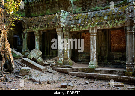 Ficus Strangulosa tree growing over a doorway in the ancient ruins of Ta Prohm at the Angkor Wat site in Cambodia Stock Photo