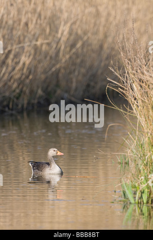 Single Greylag Goose Anser anser in water channel surrounded by reedbed, Gloucestershire, UK. Stock Photo