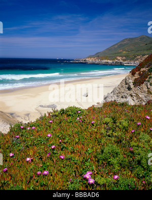 Garrapata State Park, CA: California lilac and ice plant blooming on the cliffs above the Pacific Ocean at Big Sur Stock Photo