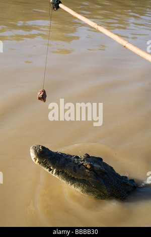 Jumping crocodile cruise on the Adelaide River.  Darwin, Northern Territory, AUSTRALIA Stock Photo