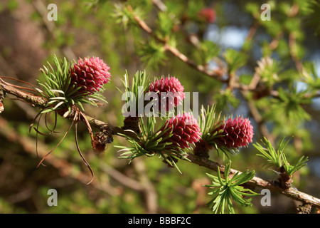 conifer flowers,pink corn Stock Photo