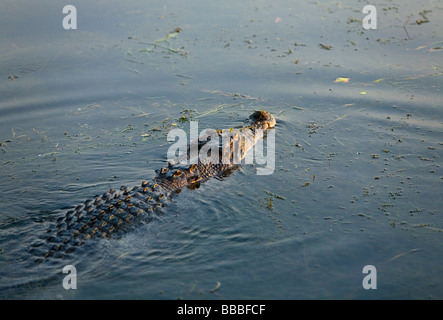 Saltwater crocodile (Crocodylus porosus).  Yellow Water Wetlands, Cooinda, Kakadu National Park, Northern Territory, AUSTRALIA Stock Photo