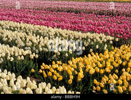Field of Tulip Stock Photo