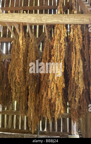 Natchez Trace Parkway, Tennessee, USA. Tobacco Farm near Mile 401.  Tobacco drying in tobacco barn. Stock Photo