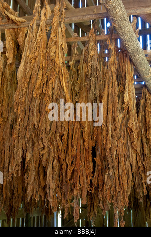 Natchez Trace Parkway, Tennessee, USA. Tobacco Farm near Mile 401.  Tobacco drying in tobacco barn. Stock Photo