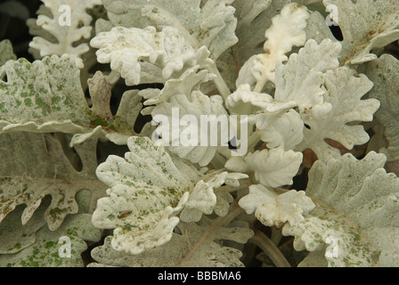Greiskraut Silver ragwort 01 Stock Photo
