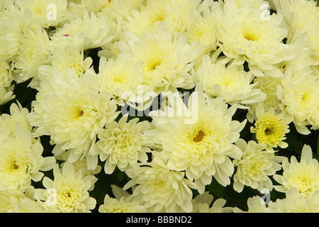 Chrysantheme chrysanthemum 02 Stock Photo