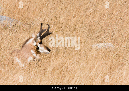 Male Pronghorn antelope resting and partially hidden in the grasslands at Yellowstone National Park Stock Photo