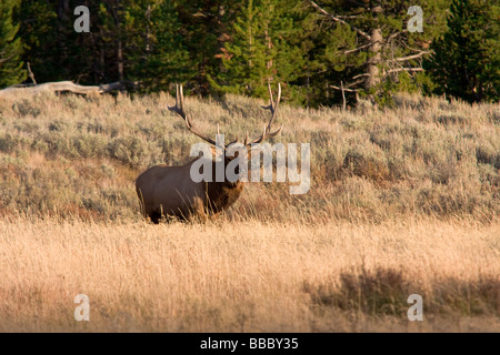 Male Elk in the grasslands at the Yellowstone National Park Stock Photo