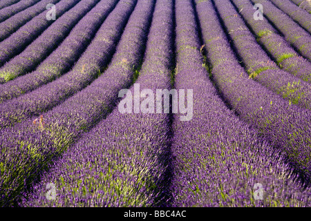 Fields of lavender in flower at Snowshill Lavender, The Cotswolds, Gloucestershire, UK Stock Photo